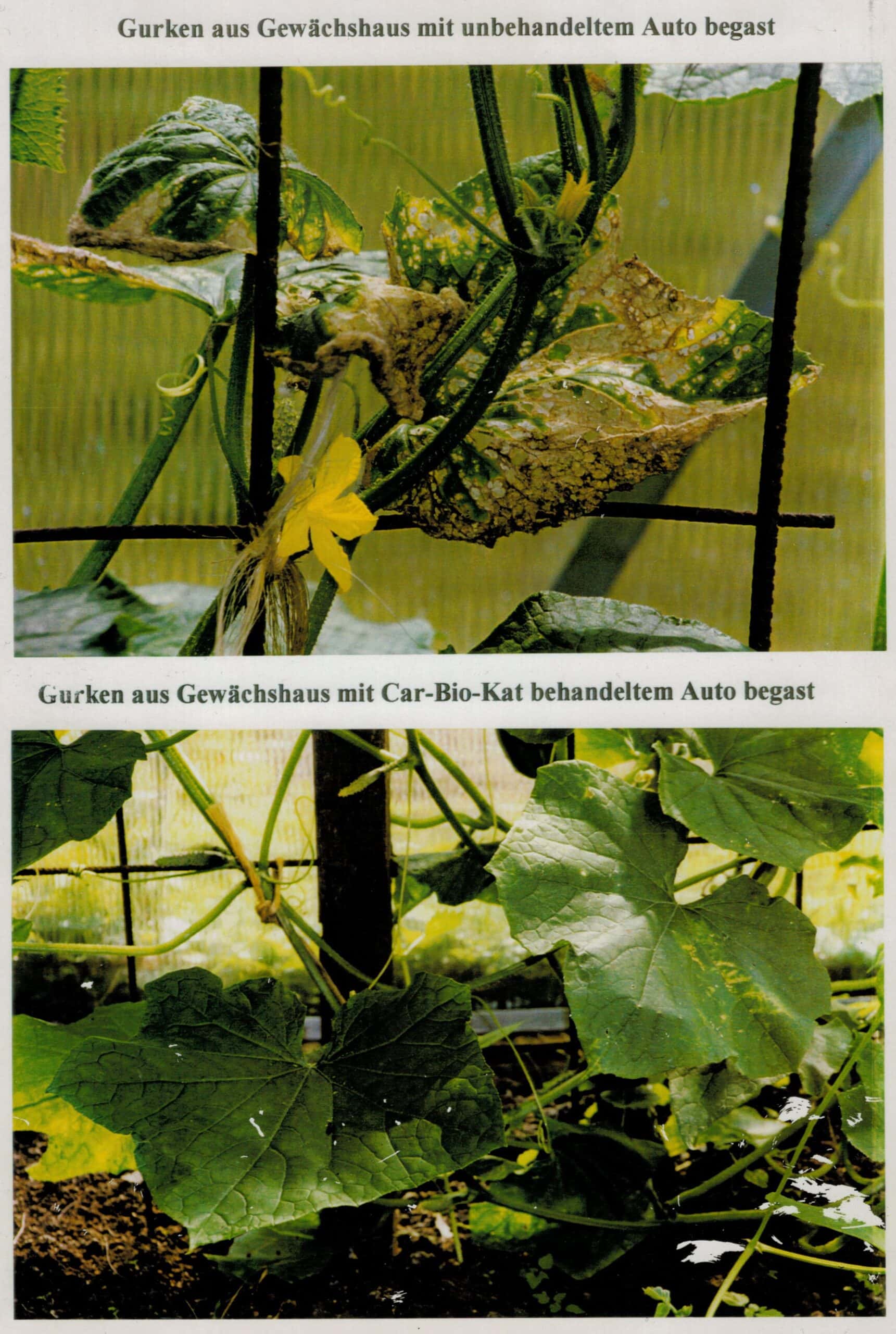 Verfaulte gurkenpflanze hackschnitzel umgeben, Schädigung durch Schädlinge sichtbar, EMF Schutz gegen elektromagnetische Felder, gesunde Gemüsegartenpflanzen, umweltfreundliche Gartenpflege.