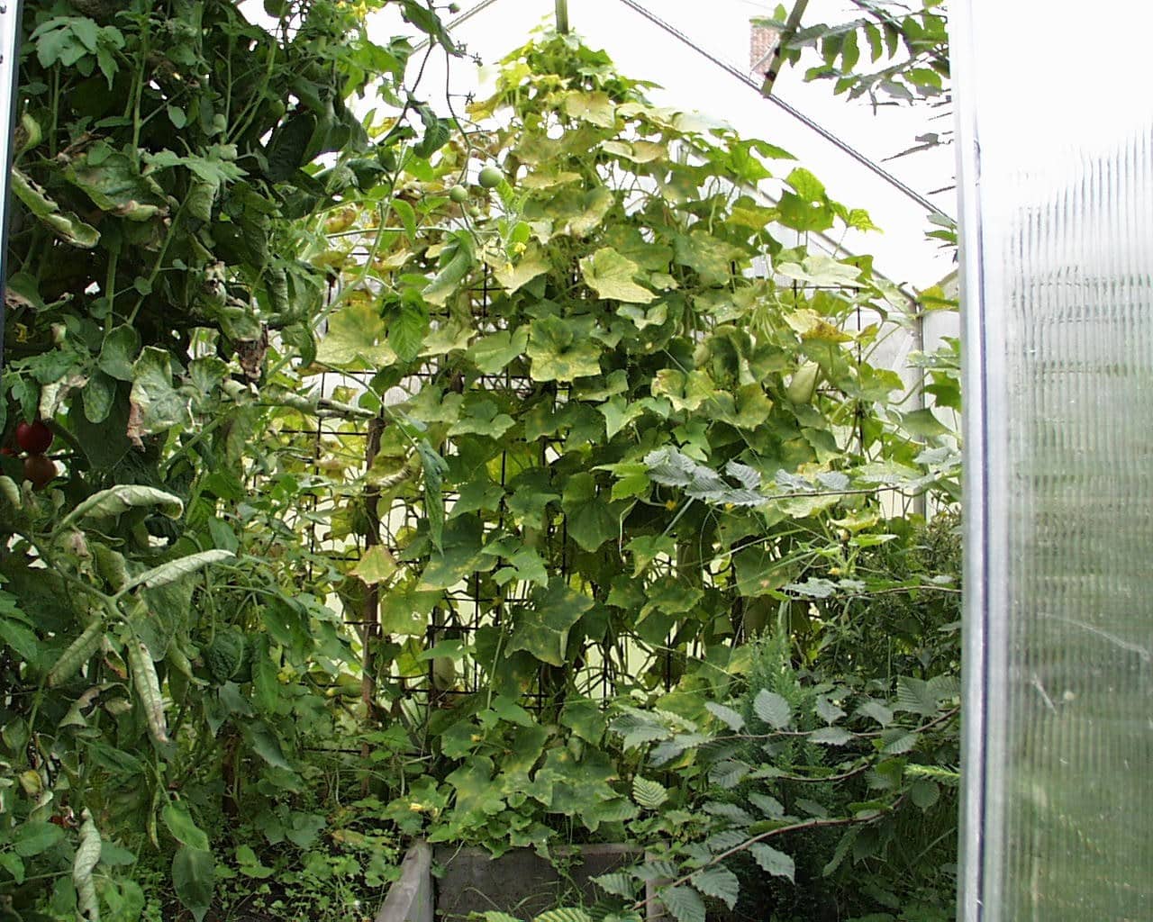 Grüner pflanzenbewuchs im gewächshaus mit tomaten und kletterpflanzen, optimale umweltbedingungen für gesunde ernte, umweltfreundliche gartenpflege, nachhaltiges gartenmanagement, energieeffiziente gewächshausgestaltung.