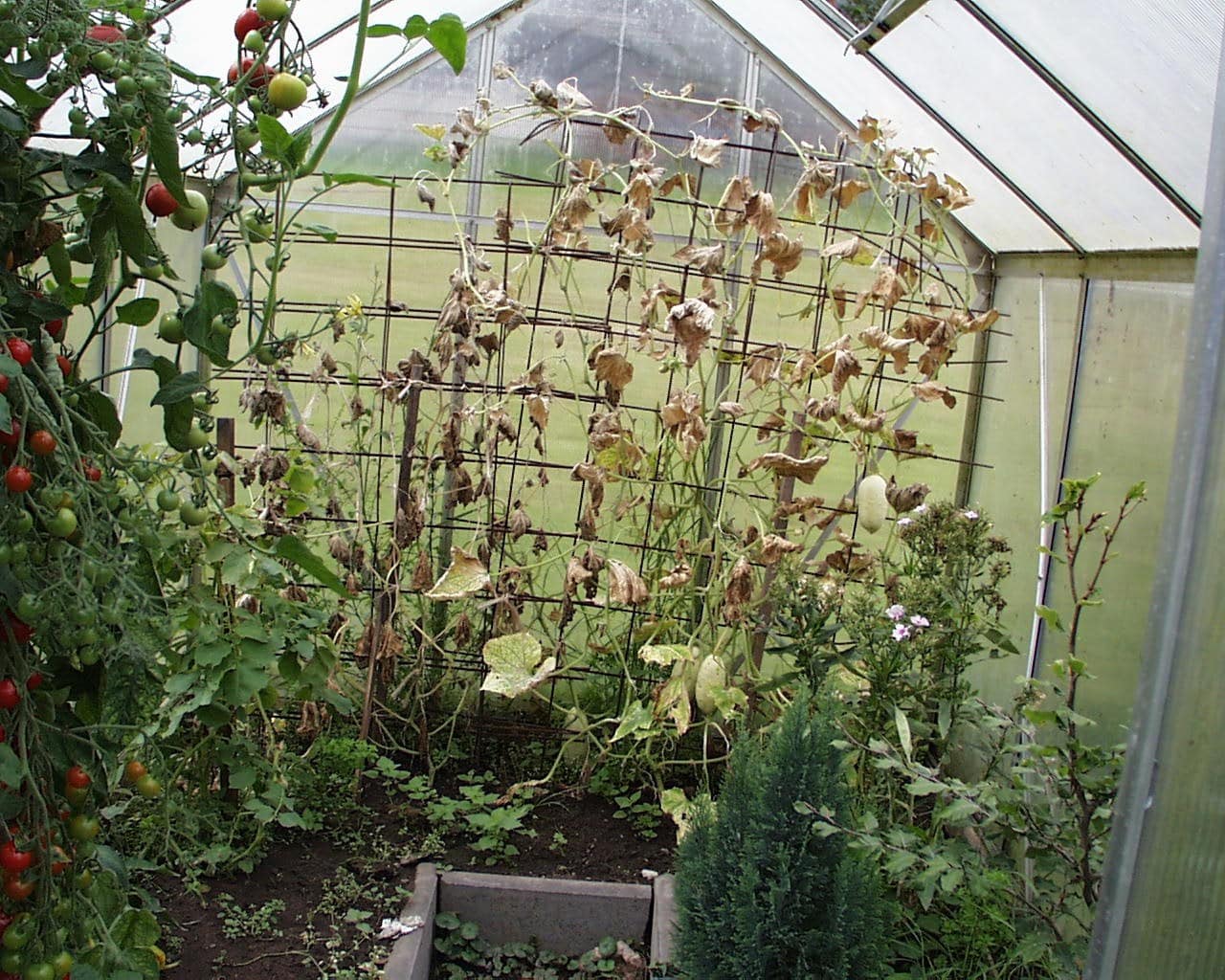 Geringer-energie-emf-schutz-im-garten, schattiges gewächshaus mit verwelkten pflanzen und schutznetz, nachhaltiger emf-schutz für gärtner und pflanzen, umweltfreundliche elektromagnetische feldabschirmung, garten- und pflanzenpflege mit emf-schutz.