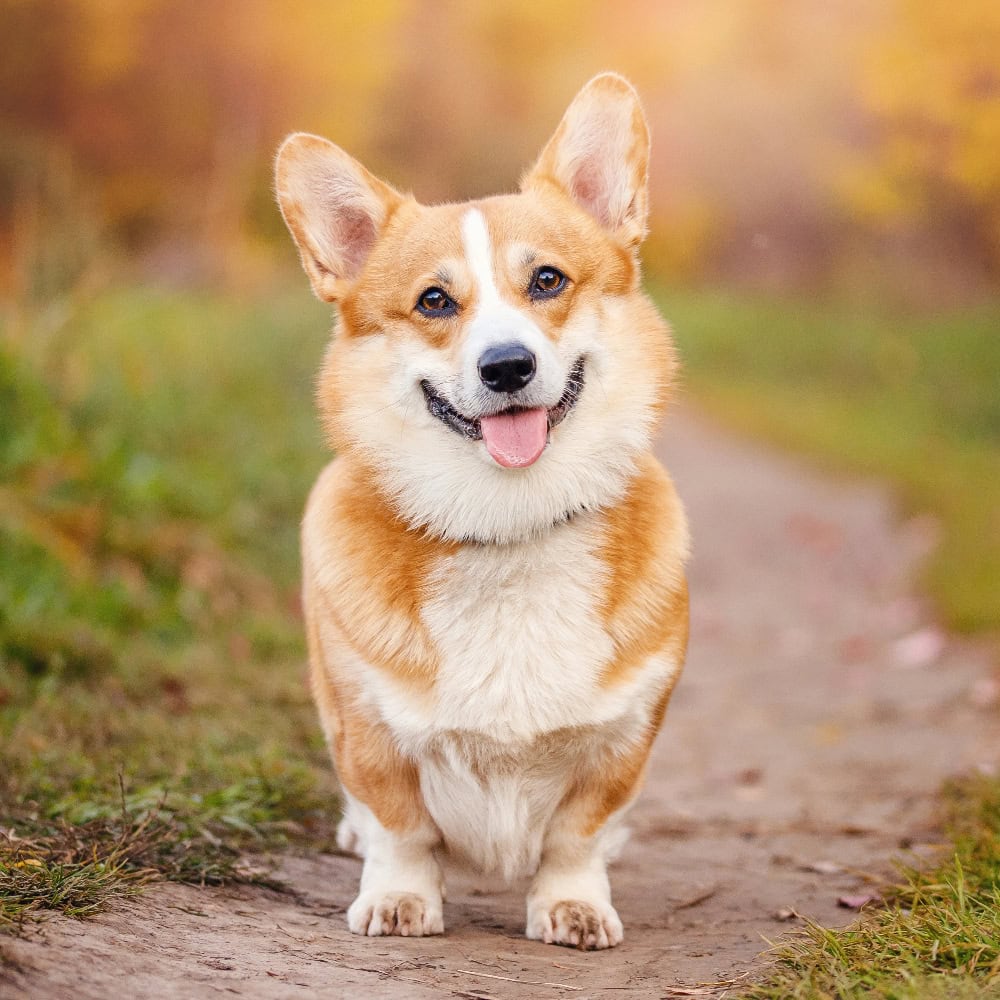 Hund på en skogsväg, natur, husdjur, vänlig hund, brun-vit corgi, djurälskare, utomhus, djurporträtt, hund utomhus.