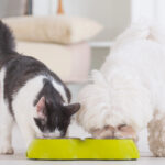 Frisstier, Haustiere, Katze und Hund, gemeinsames Fressen, Tierernährung, Haustier-Schutz gegen elektromagnetische Felder, EMF Schutz für Haustiere, Haustierkomfort, Tierfutter, moderne Haustierpflege.