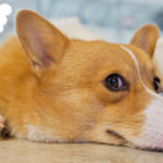 Hundefell liegt entspannt auf dem Boden in einem hellen Raum, umgeben von sanfter Beleuchtung, und zeigt eine ruhige, angenehme Atmosphäre.