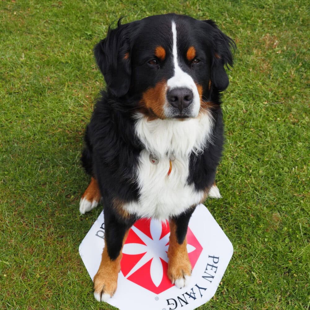Perros con alfombra de protección EMF en el césped, para reducir campos electromagnéticos y mejorar la protección animal con soluciones de protección EMF.