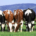 Kuhherde auf grüner Weide mit Bergen im Hintergrund, umgeben von Natur, im Zusammenhang mit nachhaltiger Landwirtschaft und Tierschutz bei EMF-Schutz.