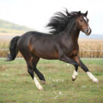 Vollbildaufnahme eines galoppierenden Braunen Pferdes auf einer grünen Wiese mit offenem Himmel.