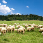 Schafe auf einer grünen Weide mit blauer Himmel, symbolisch für Natur, Nachhaltigkeit und elektromagnetische Felder.