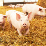 Schweine im Stall auf Strohhaufen, vitaminreiche Tierhaltung, landwirtschaftliche Nutztierhaltung, artgerechtes Schweinehaltung, nachhaltige Tierhaltung, Tierwohl, organic farm, landwirtschaftlicher Betrieb.